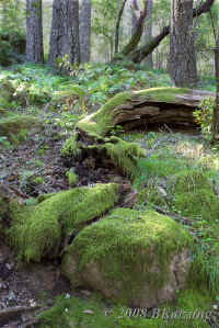 mossyrocks+trees.cataracttrail.mt-tam.KI8Q1136.jpg (205239 bytes)