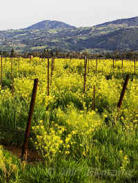 mustard-in-vineyard.alexandervly.crop-vertical-opt.KI8Q1064.jpg (252484 bytes)