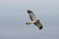 Northern Harrier