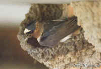 swallow-mud-on-beak-at-nest.KI8Q5716.jpg (178488 bytes)