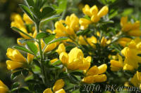 Yellow Bush lupine